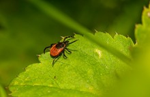 Zecche: le insidie di cortili e giardini