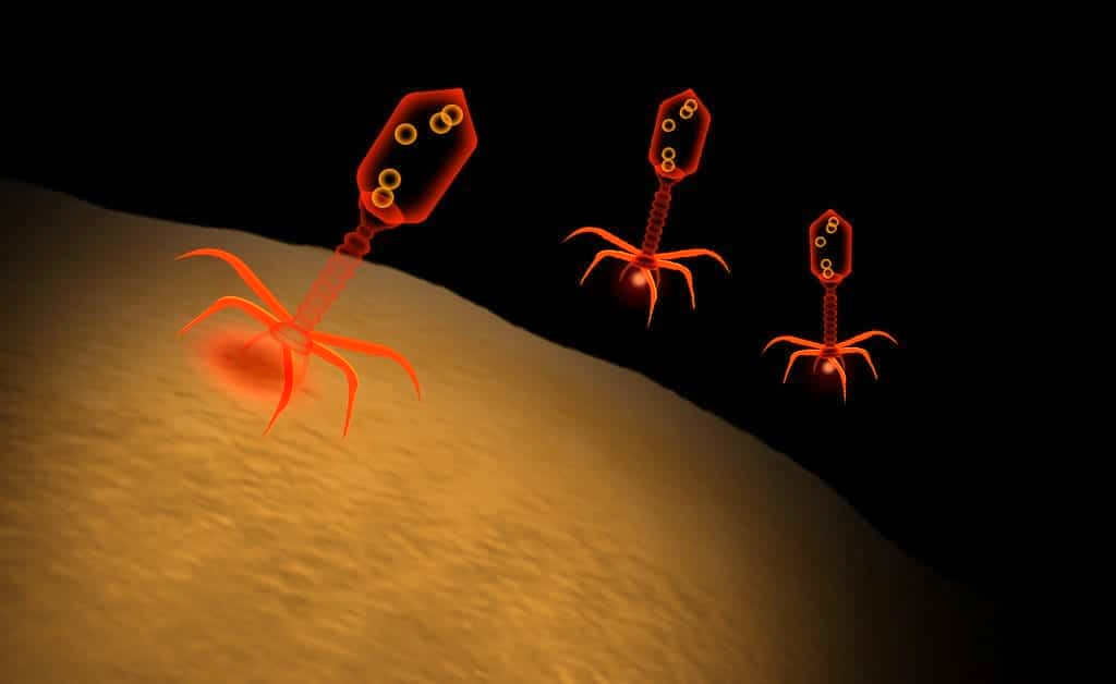 Dai virus una nuova terapia per Lyme?