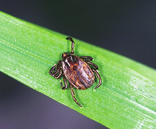 Zecche: un altro nuovo virus!