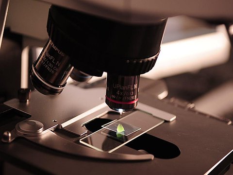 Lyme: la microscopia in campo oscuro