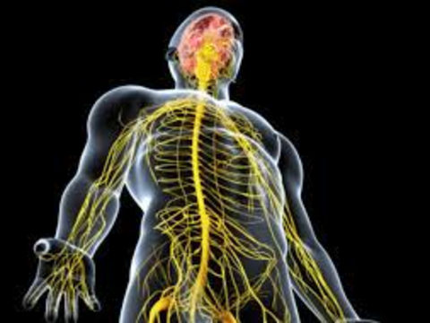 Lyme persistente: colpa la disautonomia?