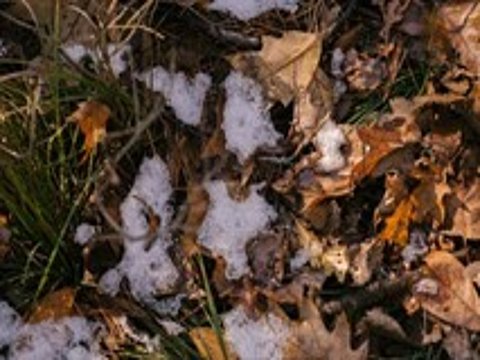 Zecche infette: più attive col freddo