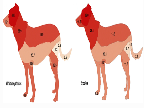 Zecche: come difendere il cane