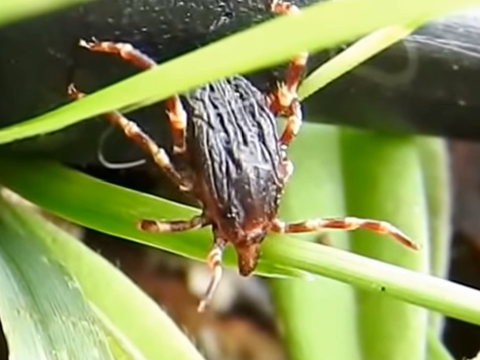 Lecco: è allerta zecca gigante