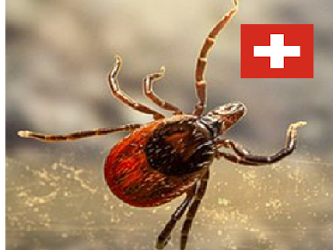 Zecche svizzere e virus cinese