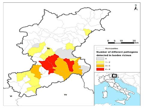 Belluno, zecche ad alto rischio