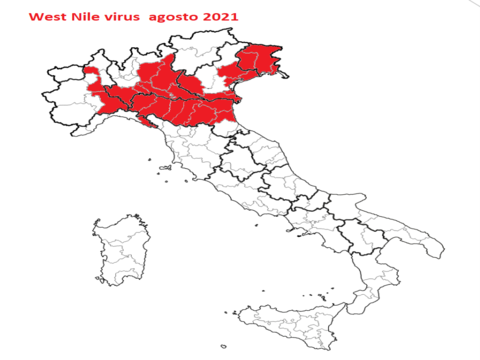 Virus del Nilo, le cose da sapere