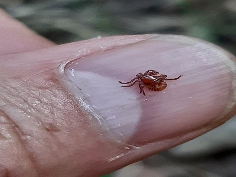 Zecche: scoperto un nuovo virus in Cina