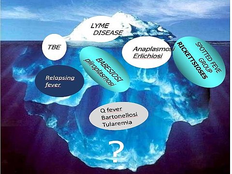 Malattia di Lyme e co-infezioni