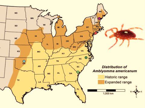 Zecche: un misterioso virus americano