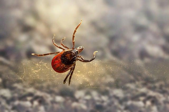 Zecche: simbolo di resilienza naturale