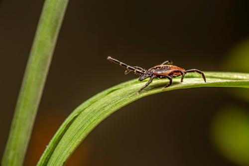 Zecche e Lyme, un problema in Lombardia